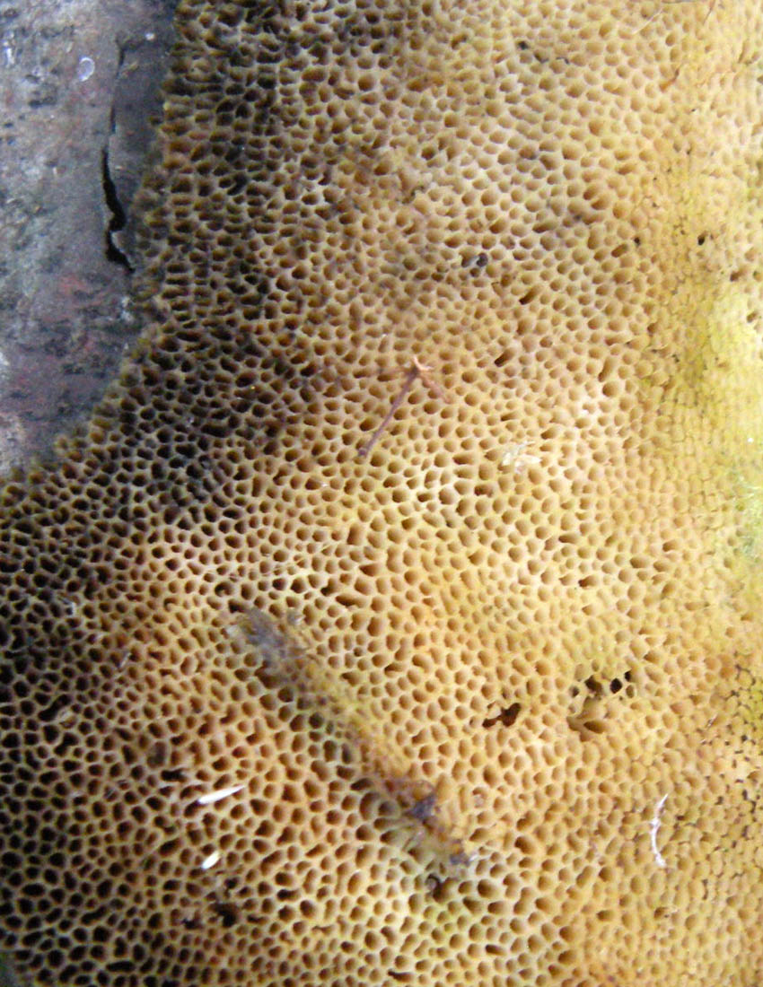 Dichomitus campestris?